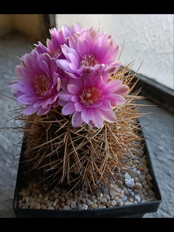Gymnocalycium neuhuberi 