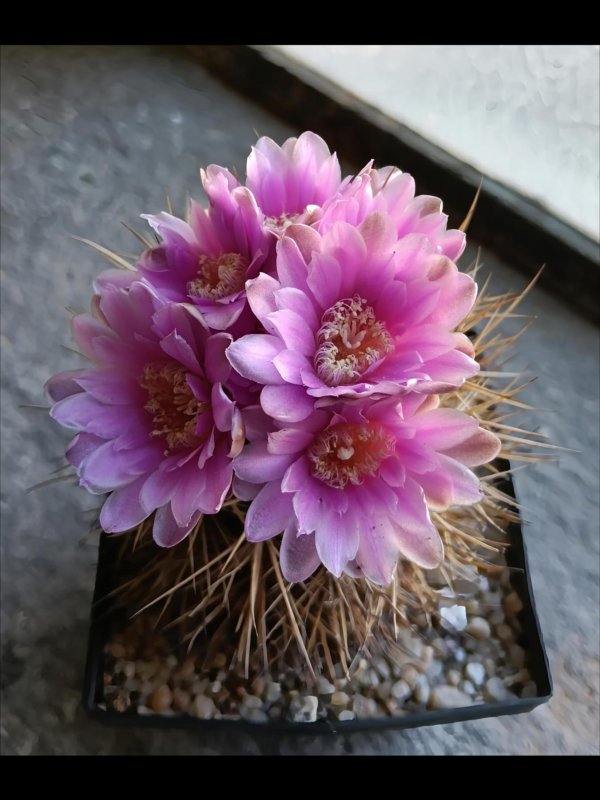 Gymnocalycium neuhuberi 