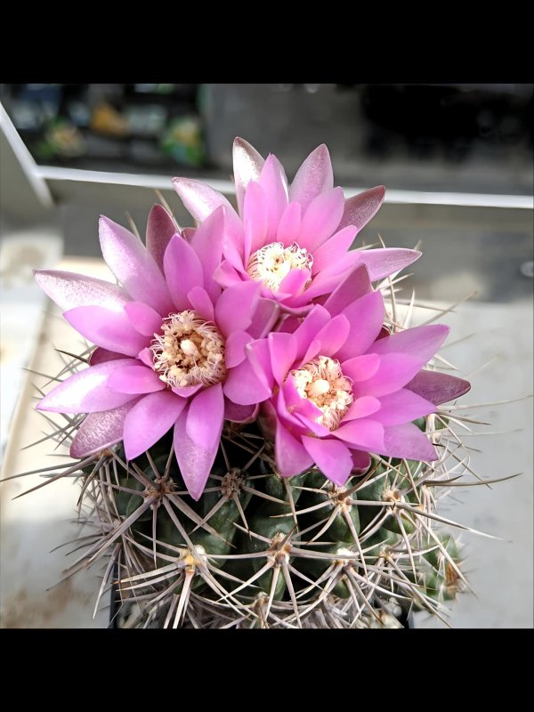 Gymnocalycium neuhuberi 