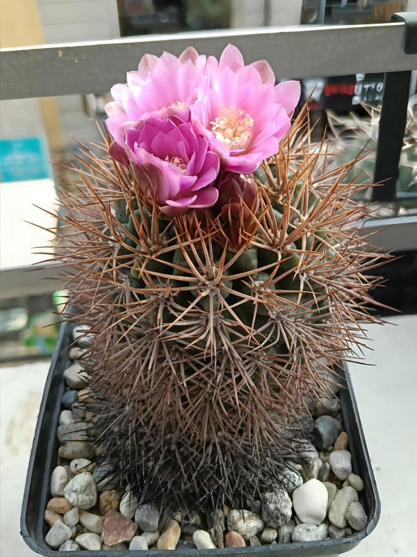 Gymnocalycium neuhuberi lb 289 b