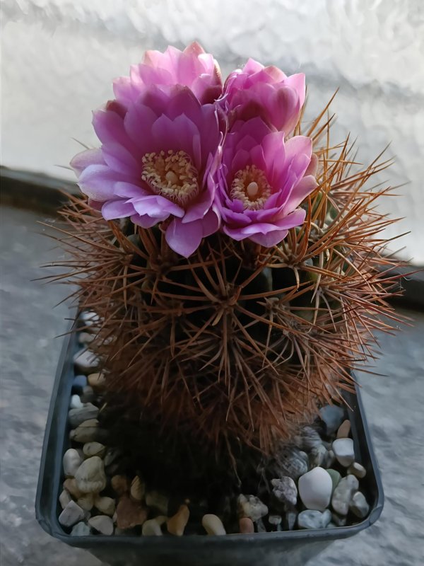 Gymnocalycium neuhuberi lb 289 b