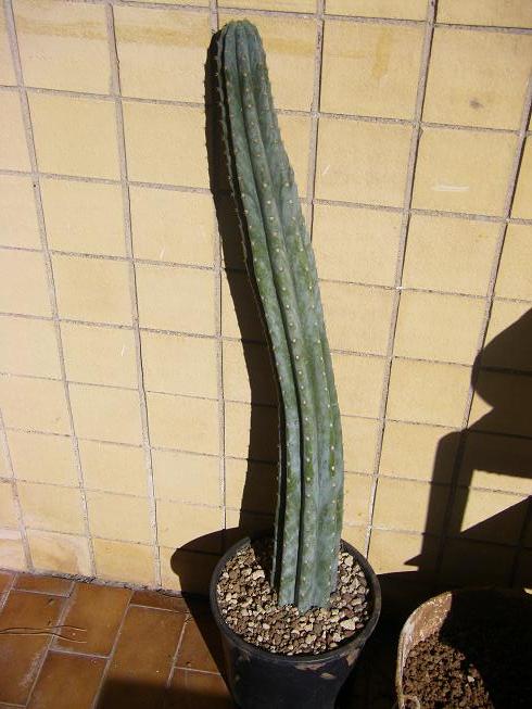 Trichocereus pachanoi 