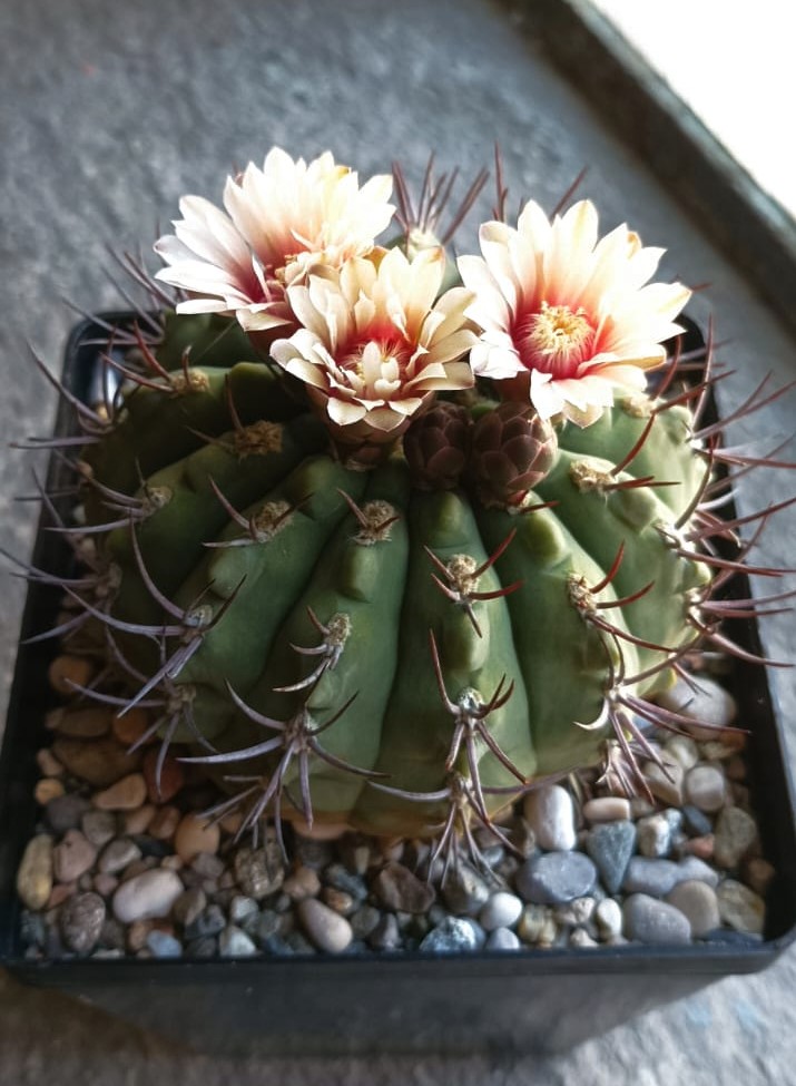 Gymnocalycium nigriareolatum 