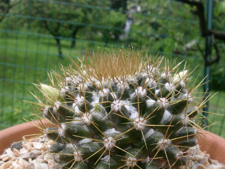 Mammillaria nivosa 