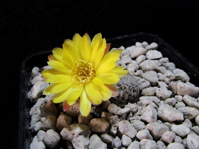 Sulcorebutia langeri NL115/2