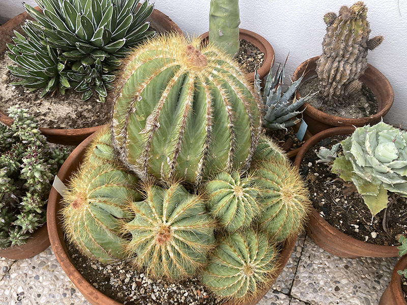 Notocactus magnificus 