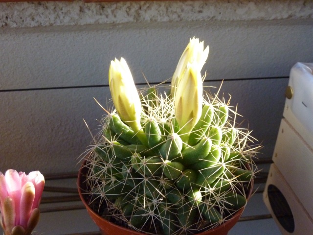 Mammillaria longimamma  