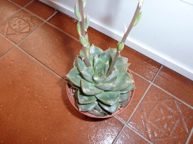 Echeveria purpusorum  