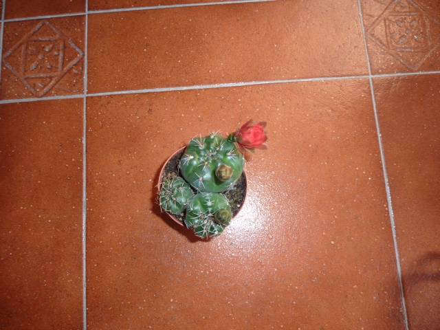 Gymnocalycium baldianum  