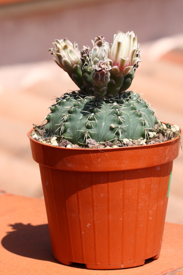 Gimnocalycium quaehlianum  