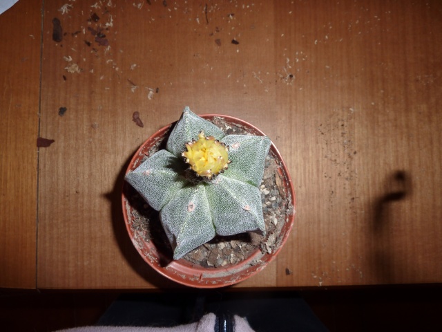 Astrophytum myriostigma  