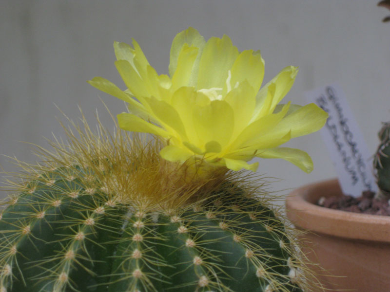 Notocactus warasii 