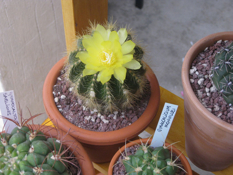 Notocactus warasii 