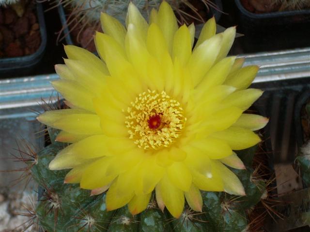 Notocactus ottonis 