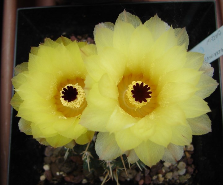 Notocactus turecekianus 