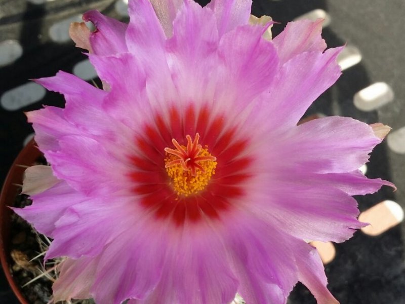 Notocactus  1