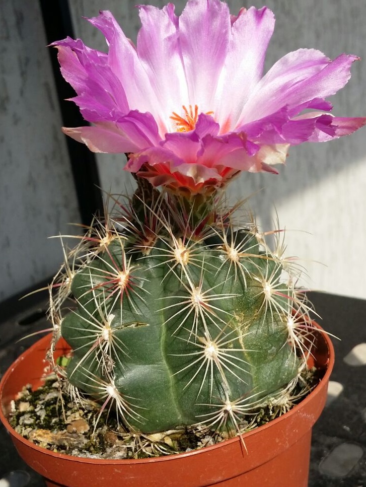 Notocactus  1