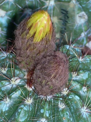 Notocactus ottonis 