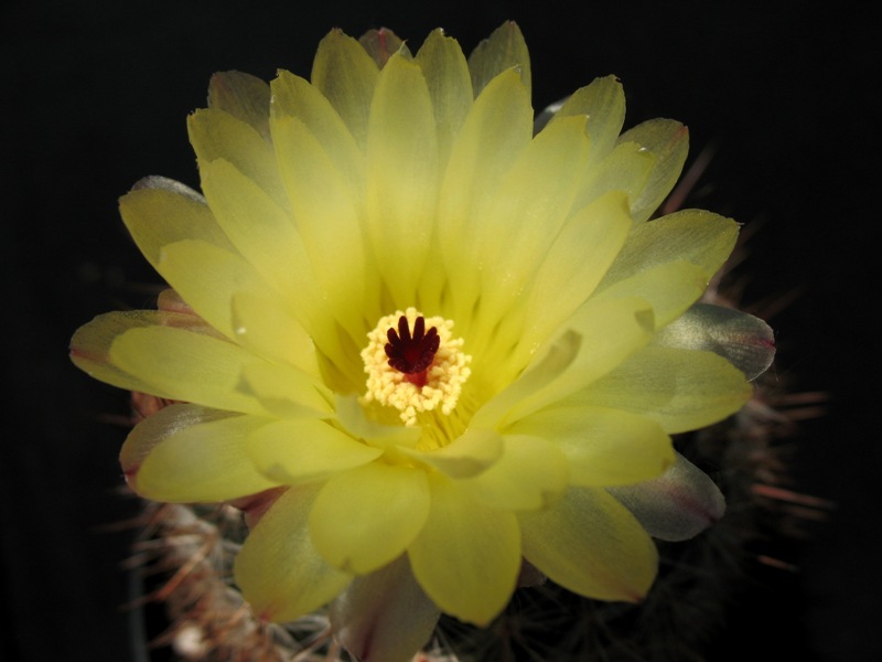 Notocactus schlosseri 