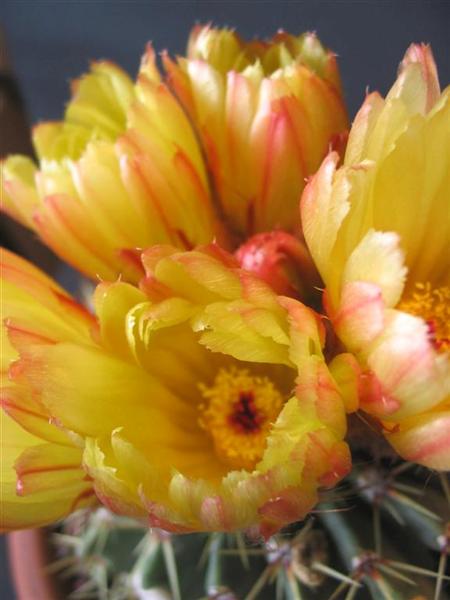 Notocactus buiningii 