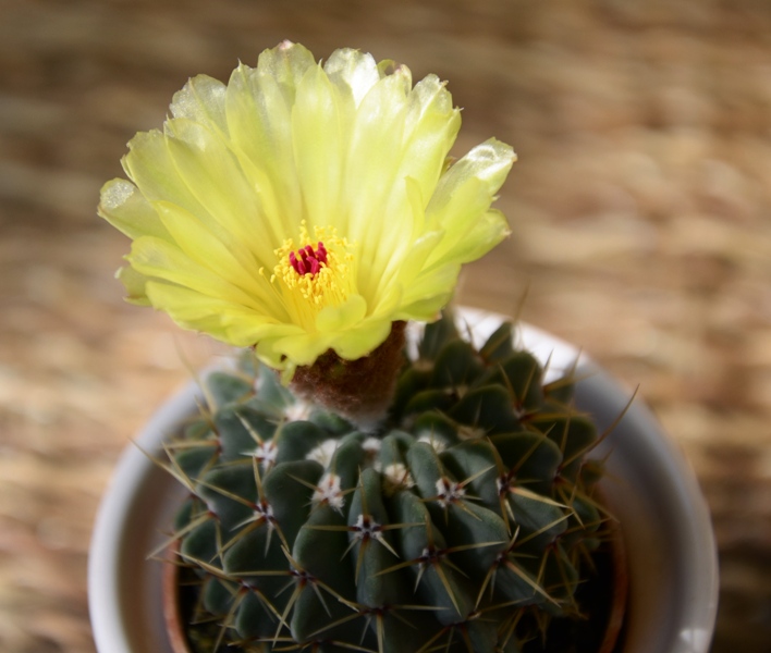 Notocactus buiningii 