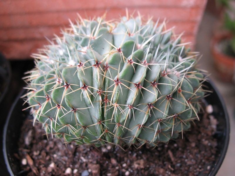 Notocactus buiningii f. cristatus 