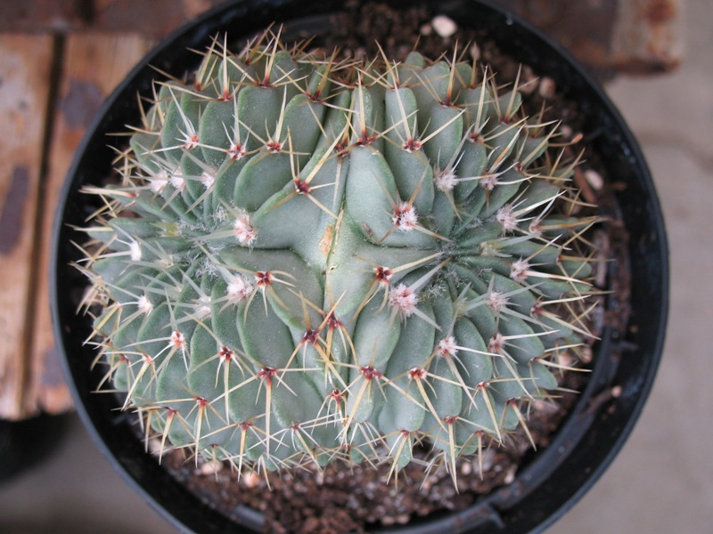 Notocactus buiningii f. cristatus 