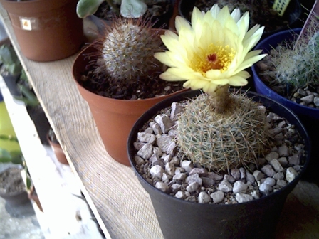 notocactus agnetae 