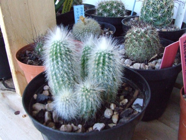notocactus eminghausii v, albispina 