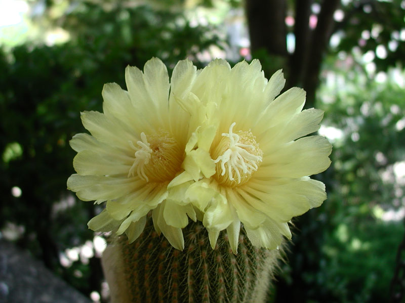 Parodia leninghausii 