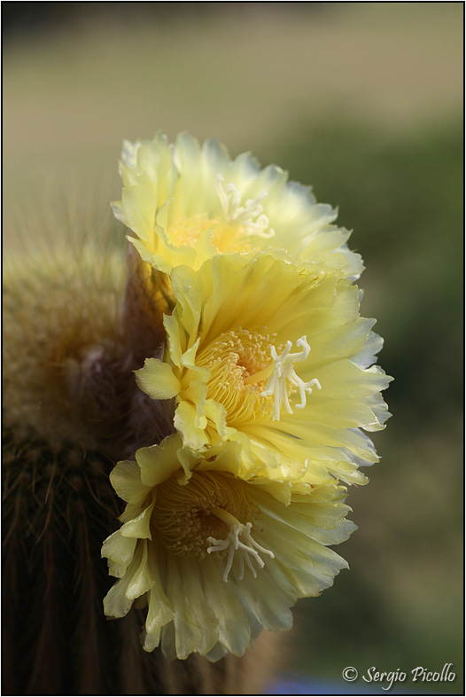 Notocactus leninghausii 