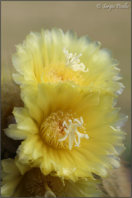 Notocactus leninghausii 