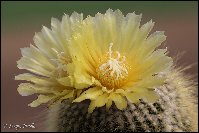 Notocactus leninghausii 