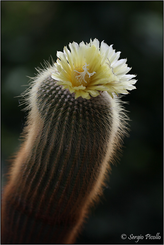 Notocactus leninghausii 