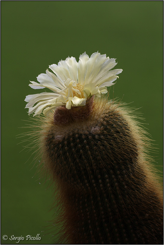 Notocactus leninghausii 