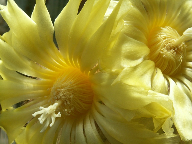 Notocactus leninghausii 