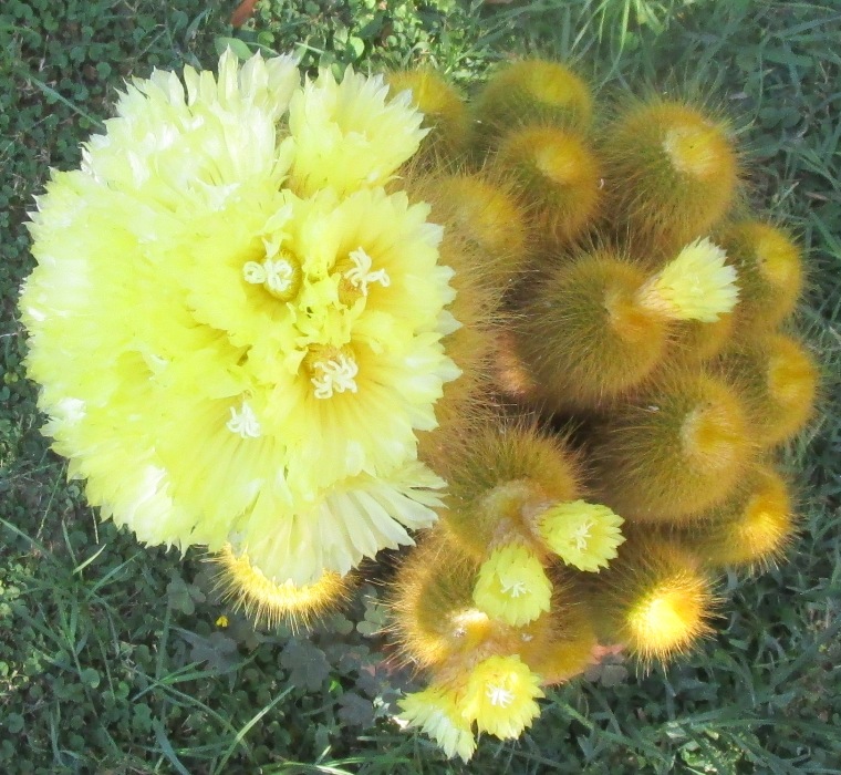 Notocactus leninghausii 