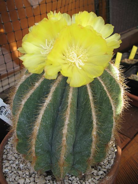 Parodia magnifica 