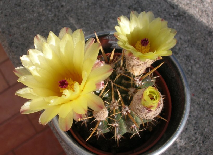 Notocactus submammulosus 