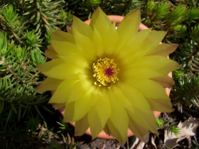 Notocactus buiningii 