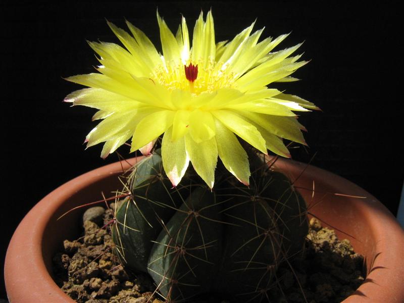 Parodia ottonis 