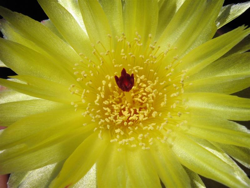 Parodia ottonis 