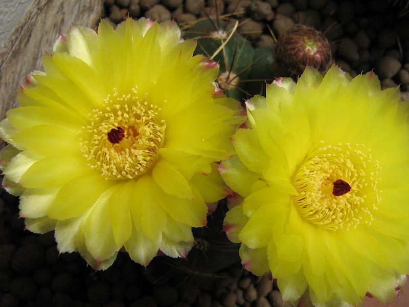 Notocactus ottonis 