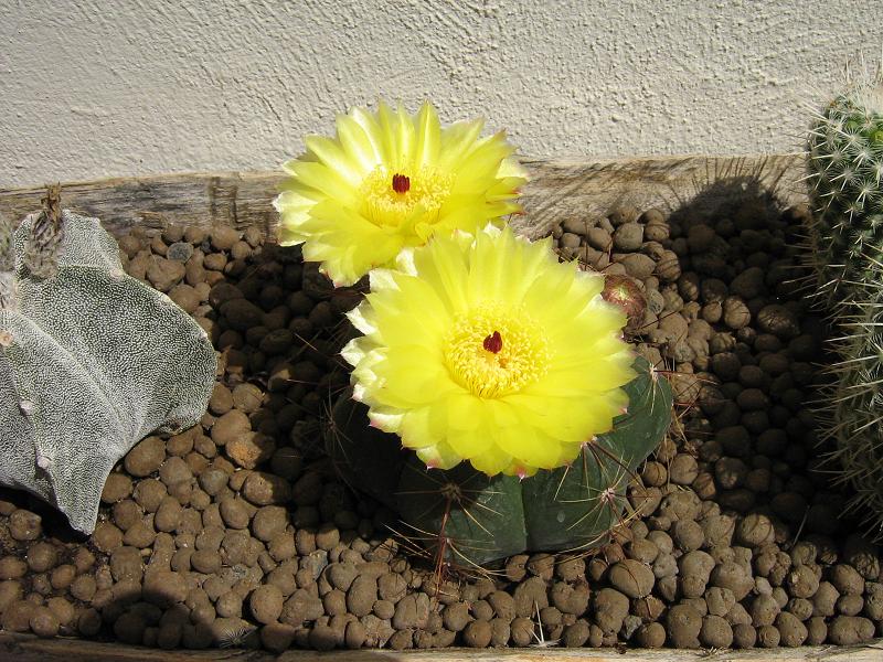 Notocactus Ottonis 