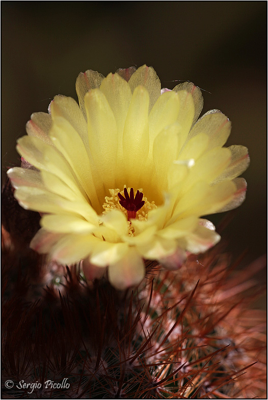 Notocactus schlosseri 