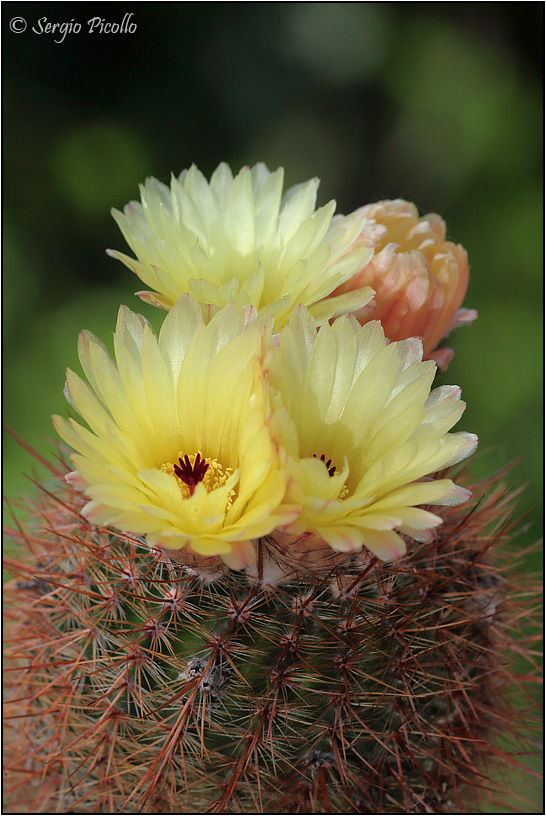 Notocactus schlosseri 