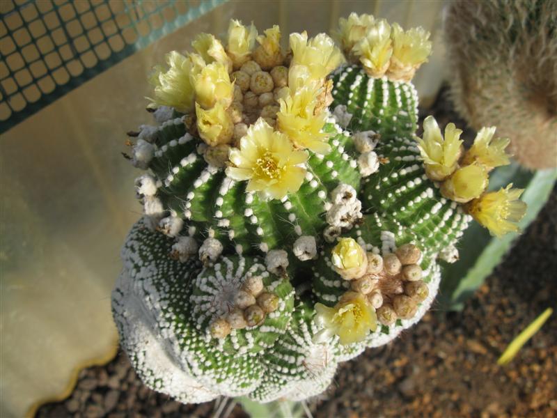 Notocactus scopa f. cristatus monstruosus 