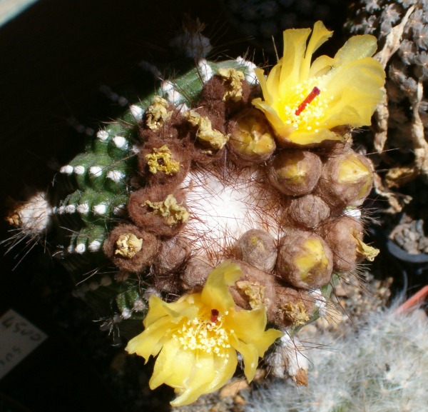 Notocactus scopa f. monstruosus 