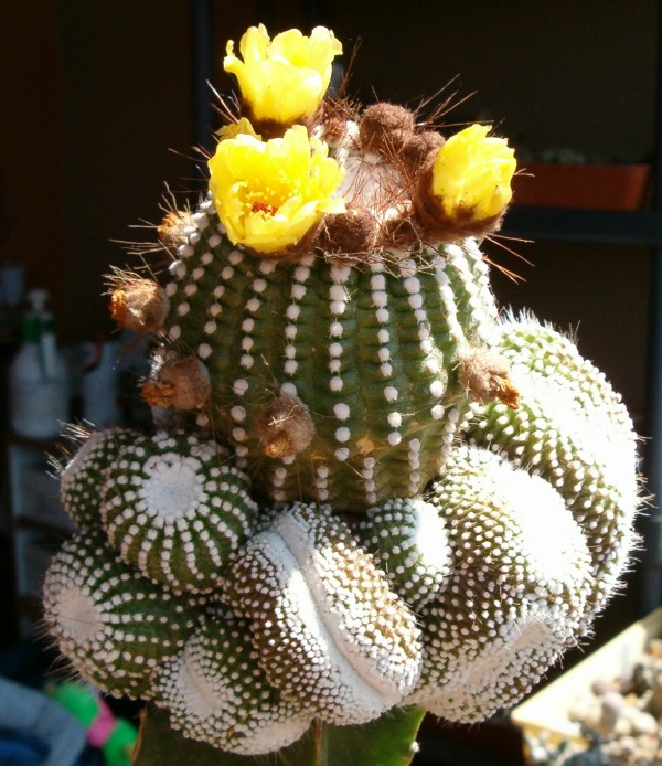 Notocactus scopa f. monstruosus 