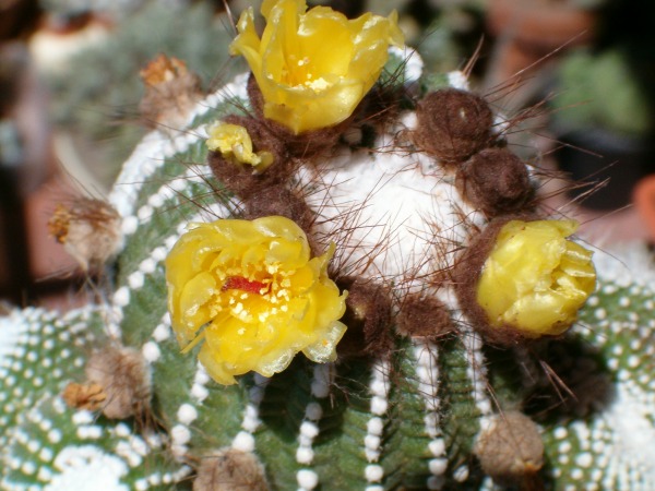Notocactus scopa f. monstruosus 